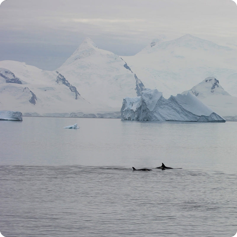 A calm polar seascape with snow-covered mountains and icebergs in the background, and two dark whale backs visible on the water in the foreground.