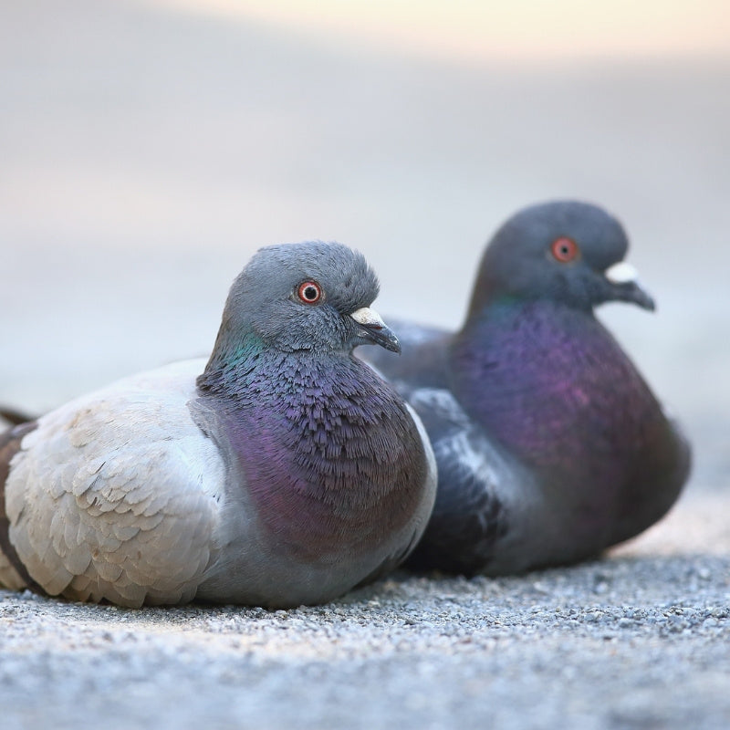 Pigeon