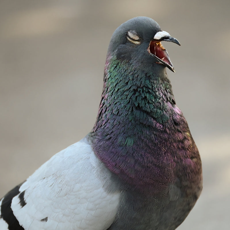 Pigeon