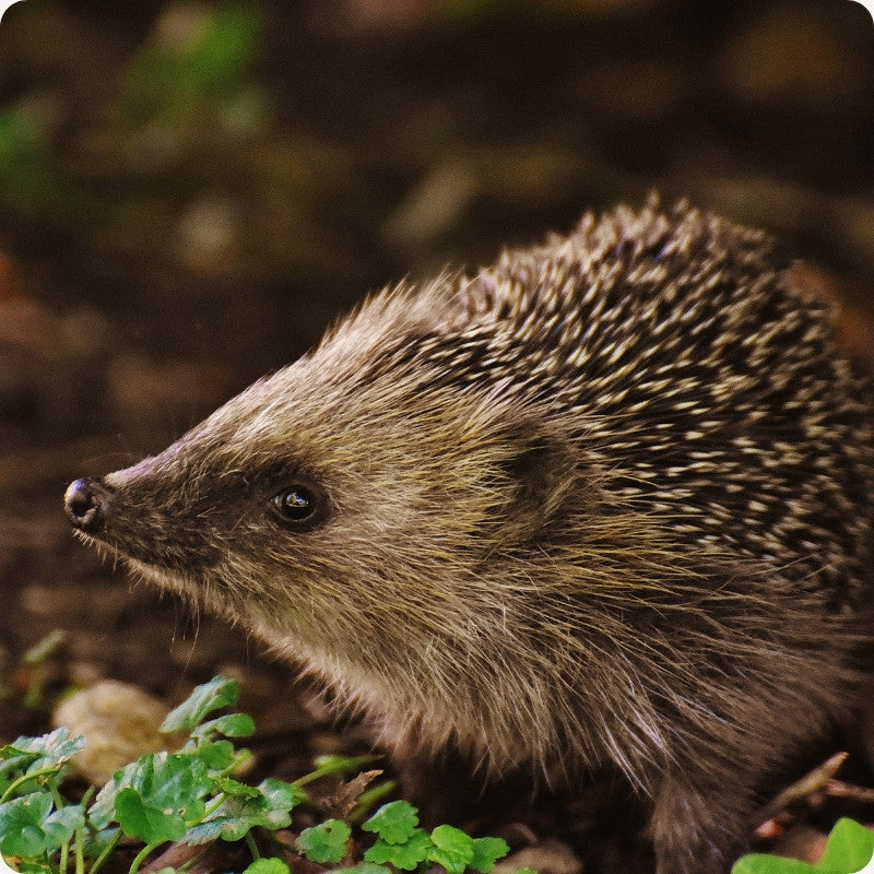 Close-up of a hedgehog with a natural background