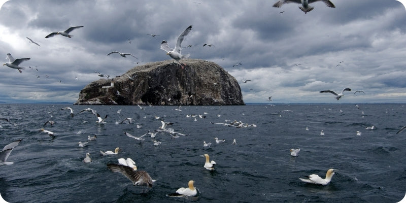 A dramatic seascape with a large rocky island in the distance, dark stormy clouds overhead, and numerous gulls flying and swimming across the ocean surface.