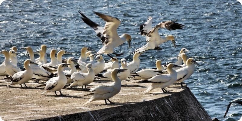 A flock of gannets, including two flying and many standing on a concrete pier, with blue ocean water in the background.