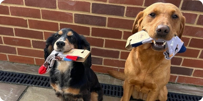 Two dogs sitting side by side in front of a red brick wall, each holding a padlock in its mouth. The dog on the left is black, tan, and white, and the dog on the right is golden brown.