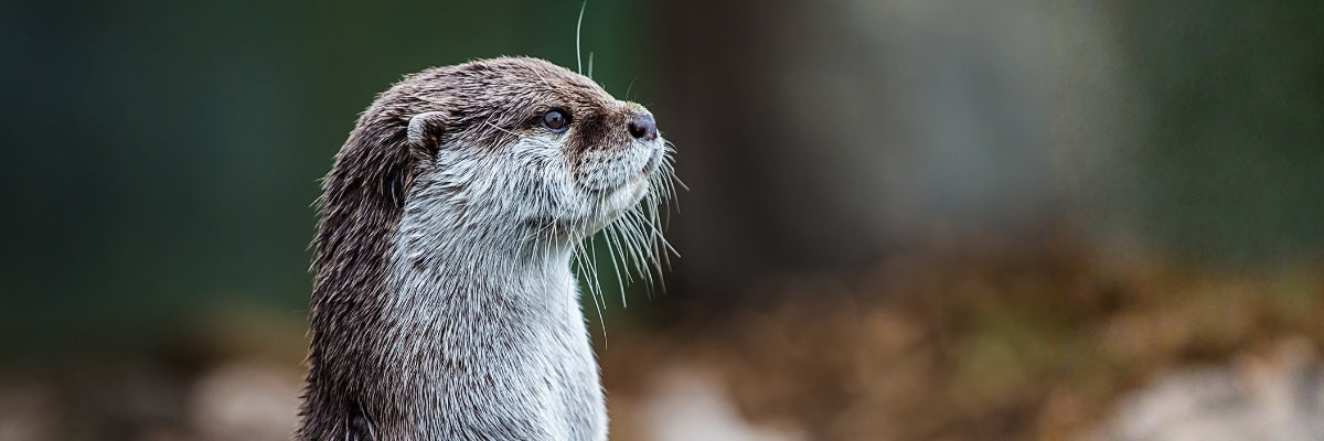 Otter