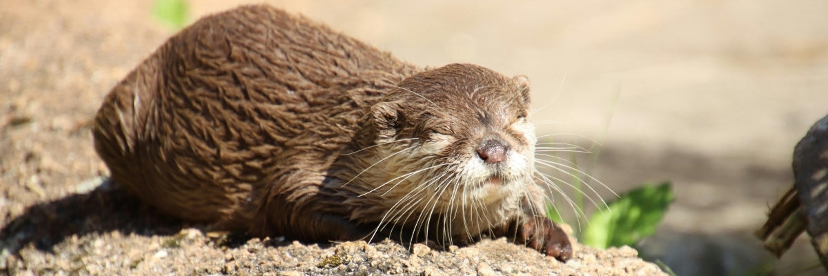 A wet brown otter resting on a sandy surface outdoors, with its eyes closed and long white whiskers visible.