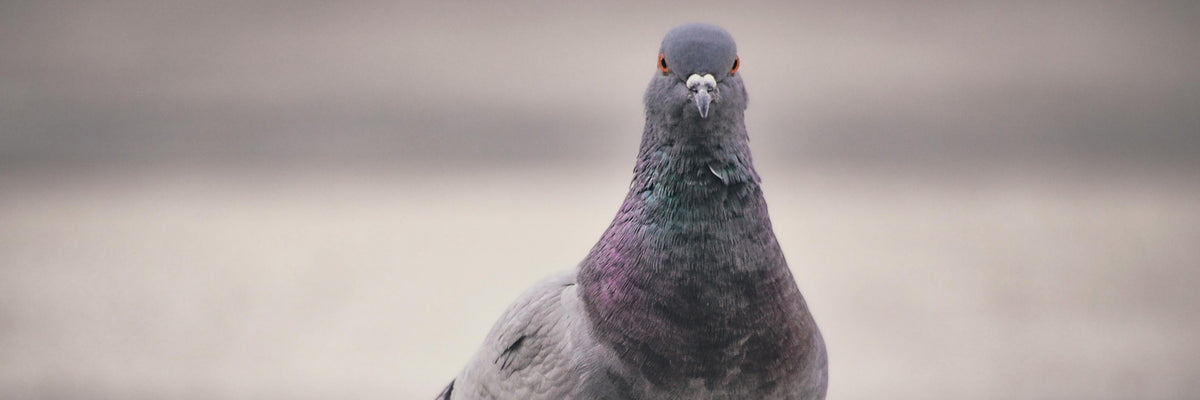 Pigeon
