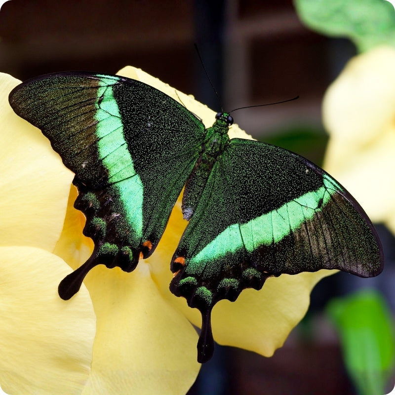 Green butterfly on a yellow flower with a blurred background