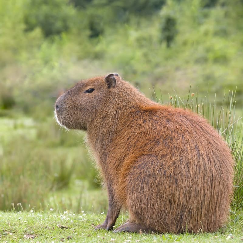 Capybara sitting