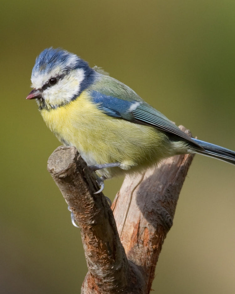 Blue tit bird perched on a branch with a blurred green background