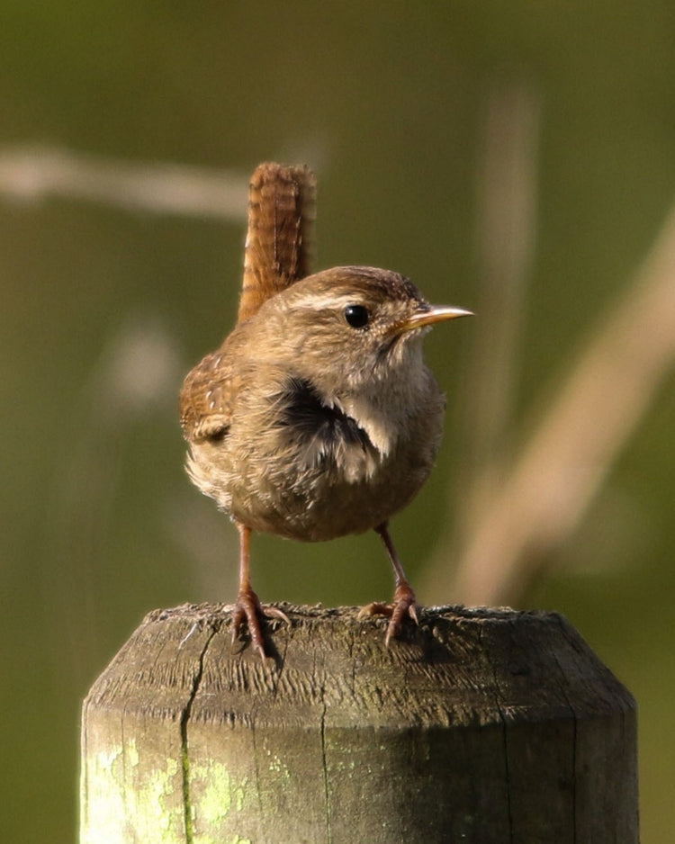 Small bird perched on a wooden post with a blurred natural background
