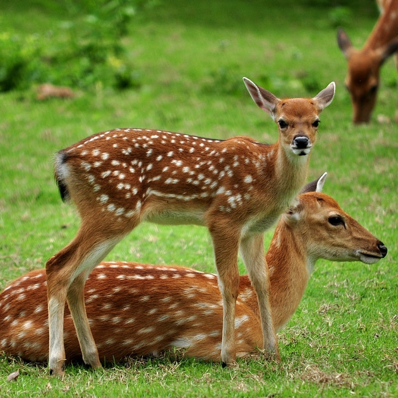 Two deer, one standing and one lying down, on a grassy field.