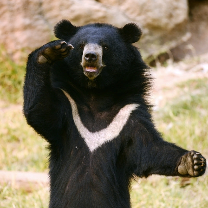 Black bear with a white patch on its chest standing on its hind legs in a natural setting.