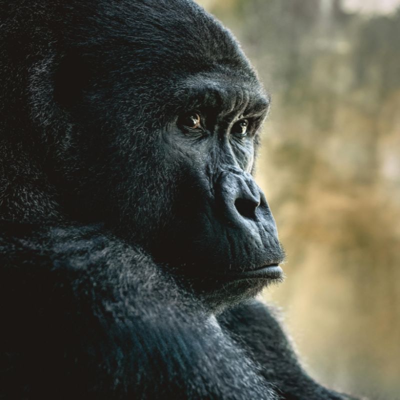 Gorilla sitting in the forest