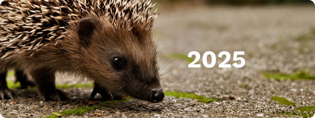 Hedgehog on a road with '2025' text overlay