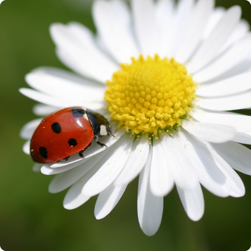 Ladybird