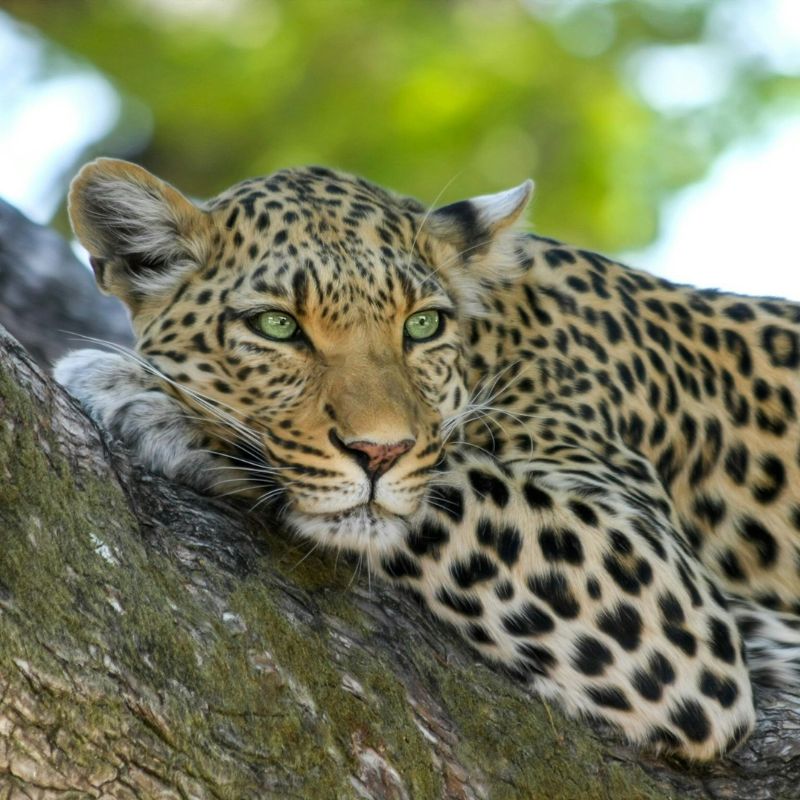 Leopard in a forest