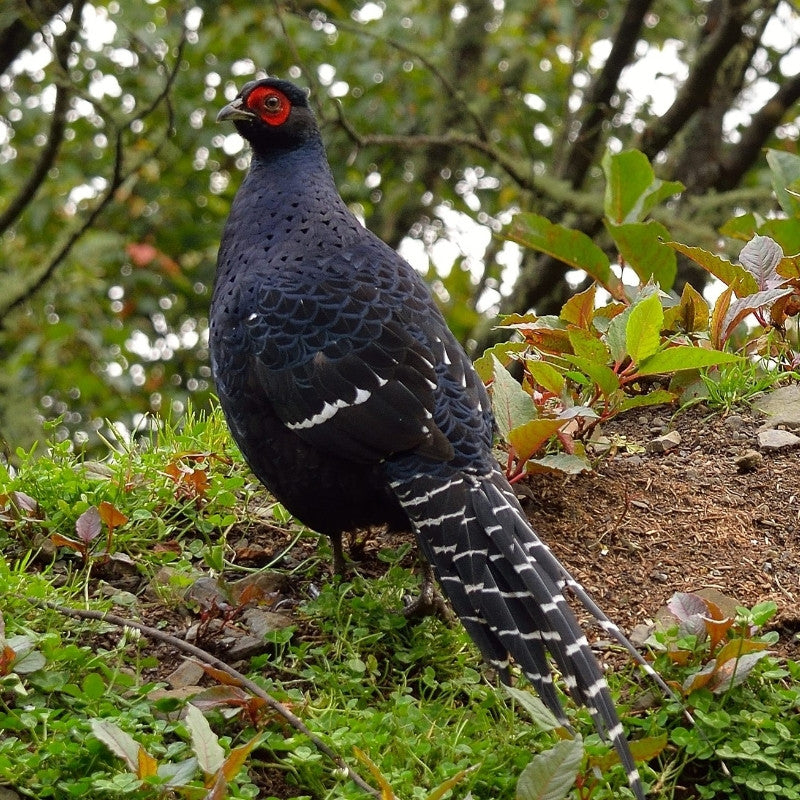 Mikado Pheasant with red eyes standing on a grassy area with trees in the background