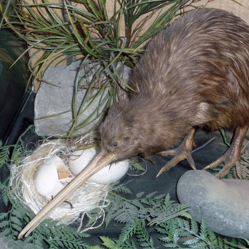 Kiwi bird tending to a nest with eggs in a natural setting