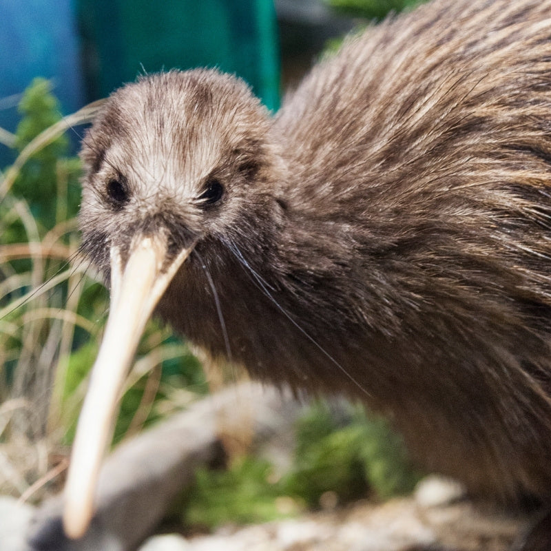 Close-up of a kiwi bird with a blurred natural background