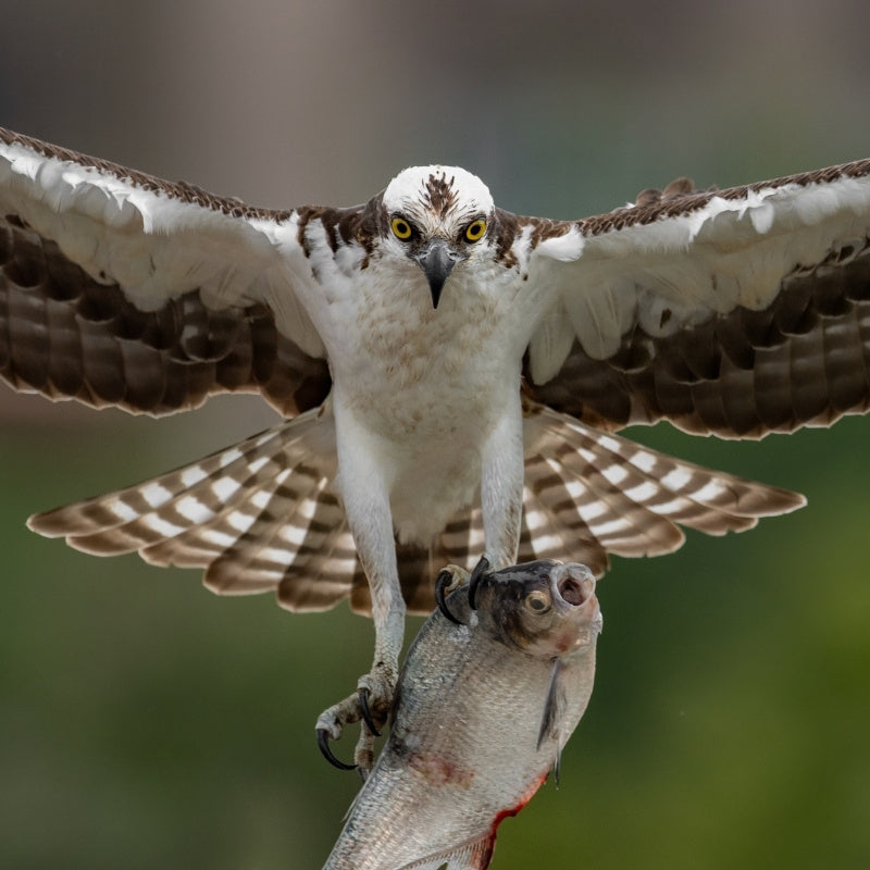 Osprey with wings spread, holding a fish in its talons against a blurred natural background