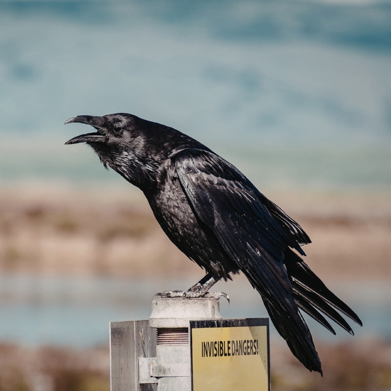 Black raven perched on a sign with 'Invisible Dangers!' text, blurred natural background