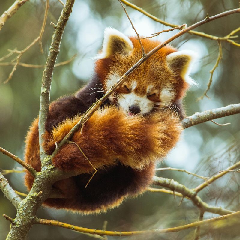 Red panda on a tree