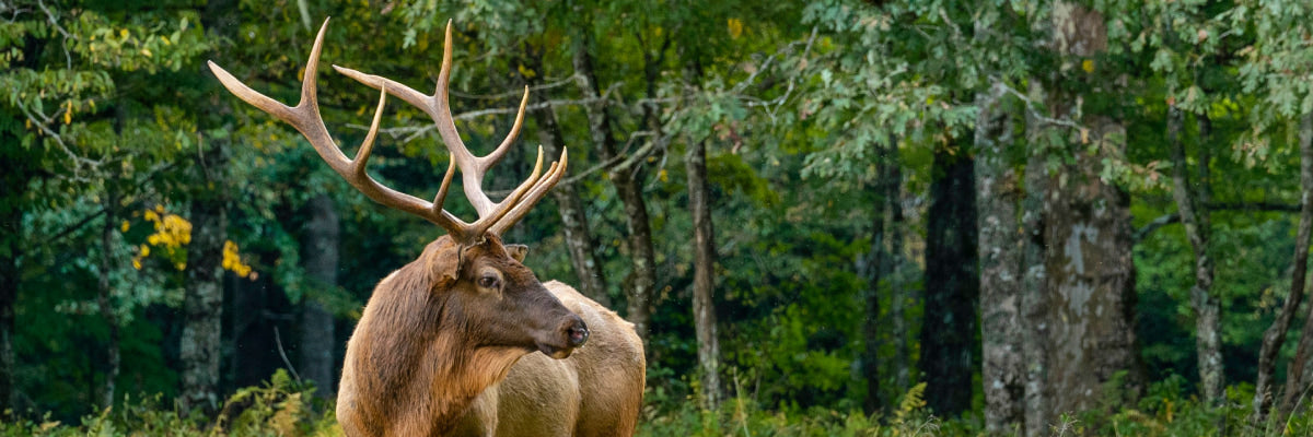 Red deer in the forest