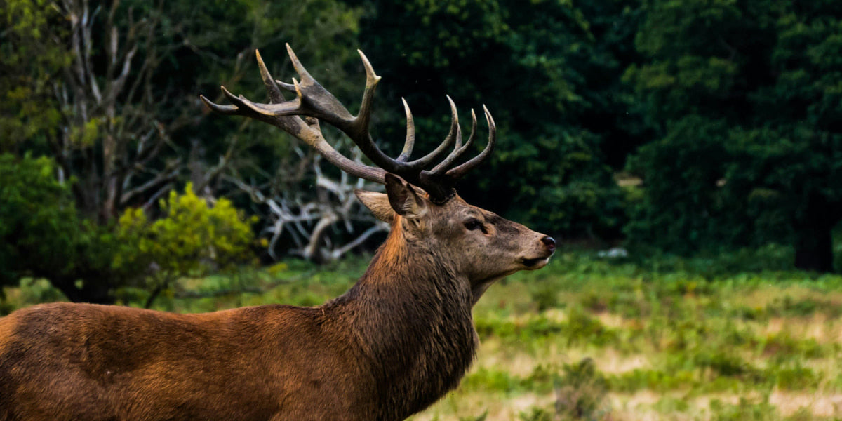 Red deer in the forest