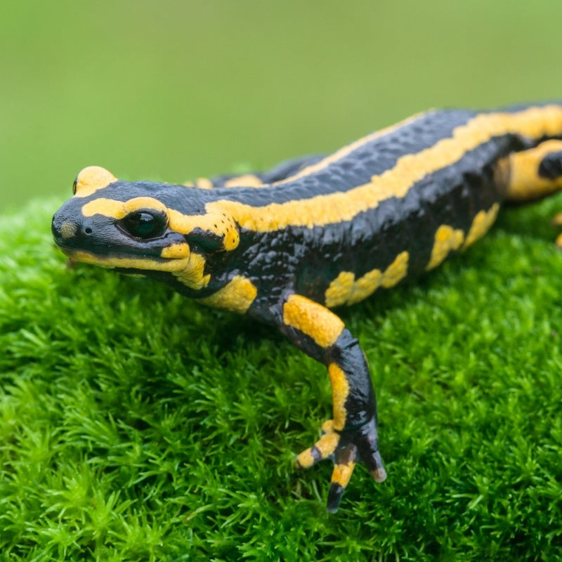 Black and yellow salamander on green moss