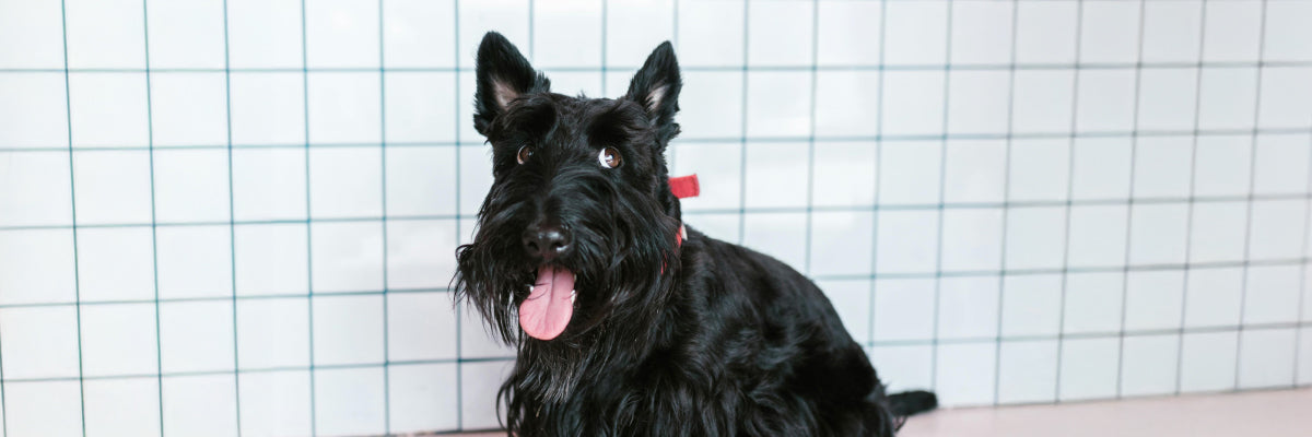 Scottish Terrier dog smiling