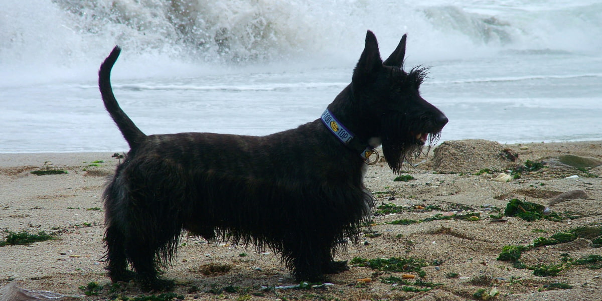 Scottish Terrier Dog on the beach