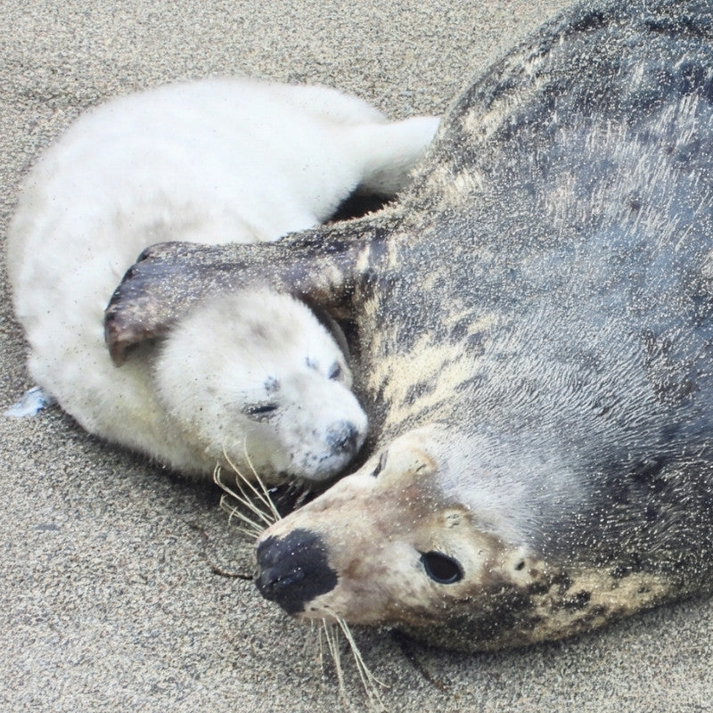 Seal and its pup lying on sandy ground