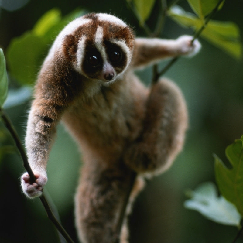 Slow Loris