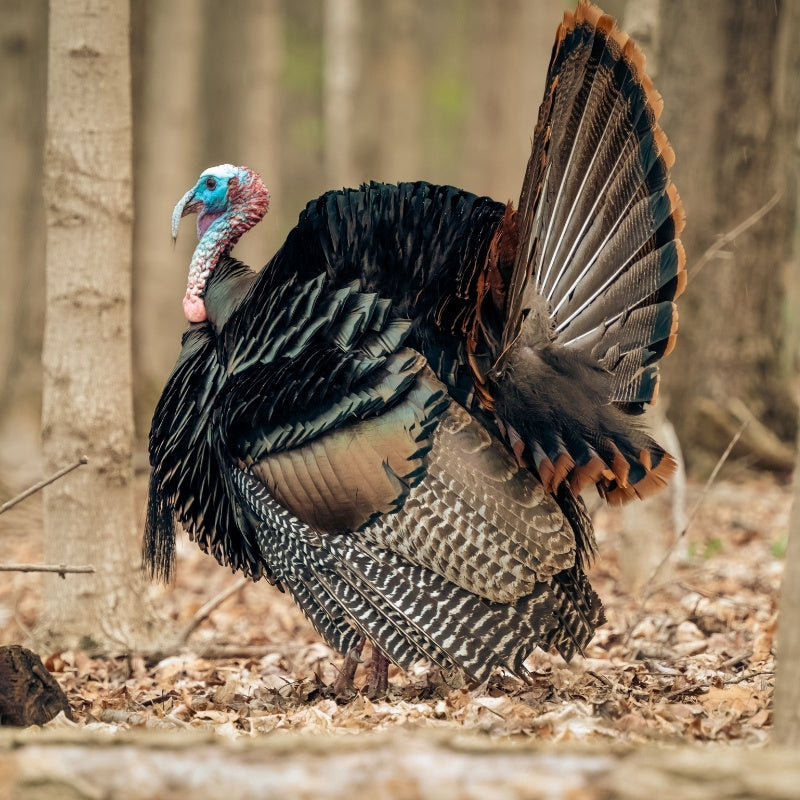 Turkey with feathers fanned out in a forest setting