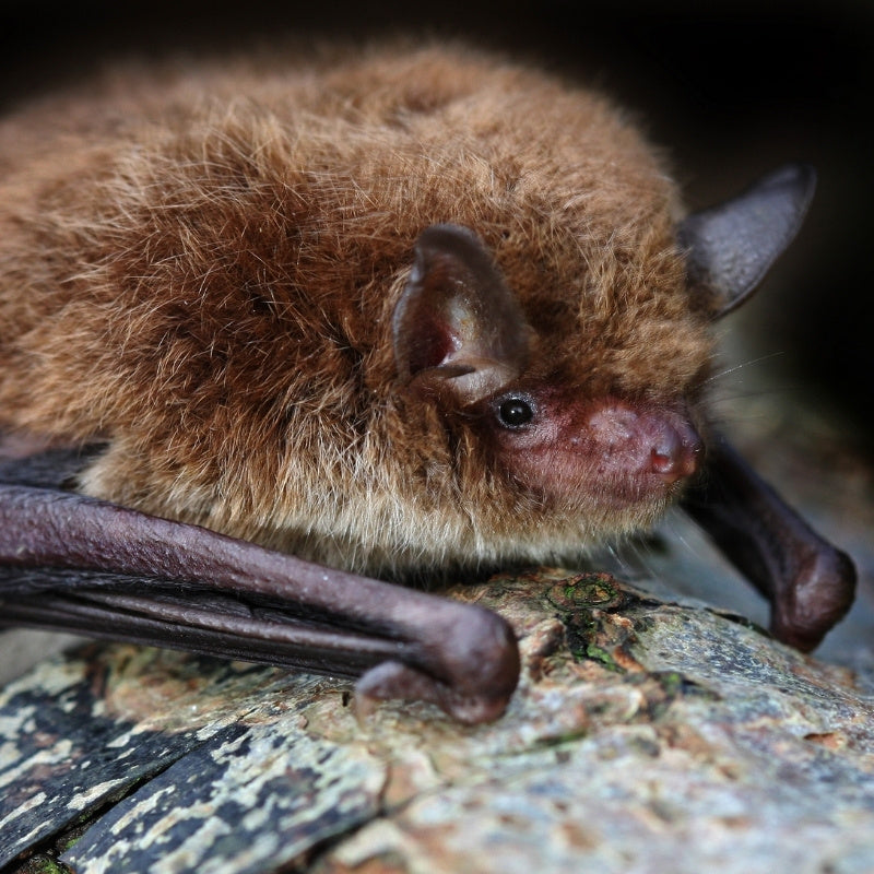 UK bat
