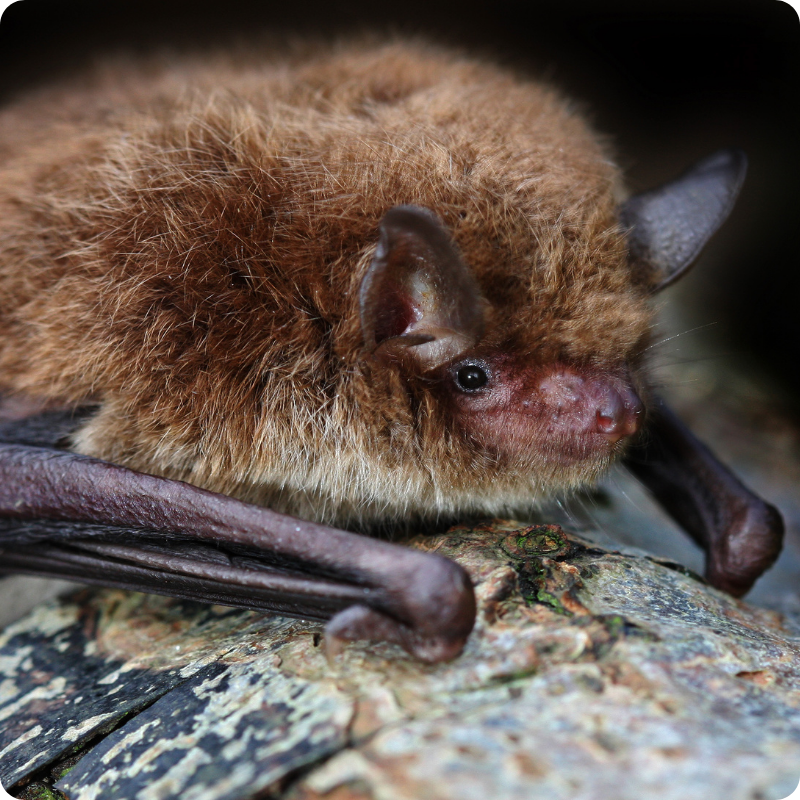 Brown bat resting on a rock