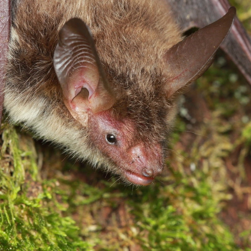 UK bat