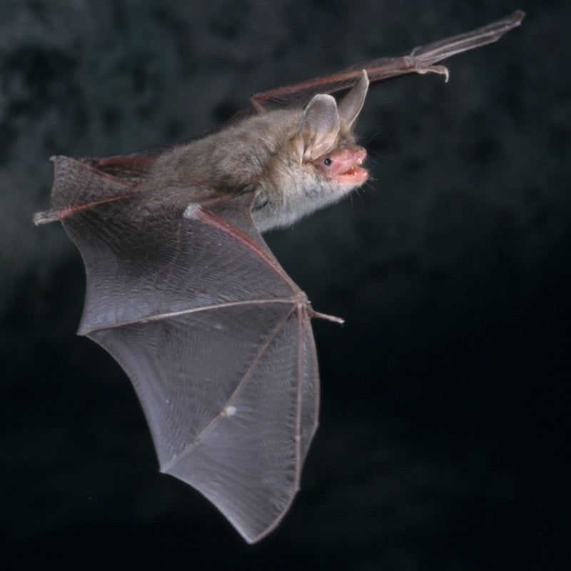 UK bat