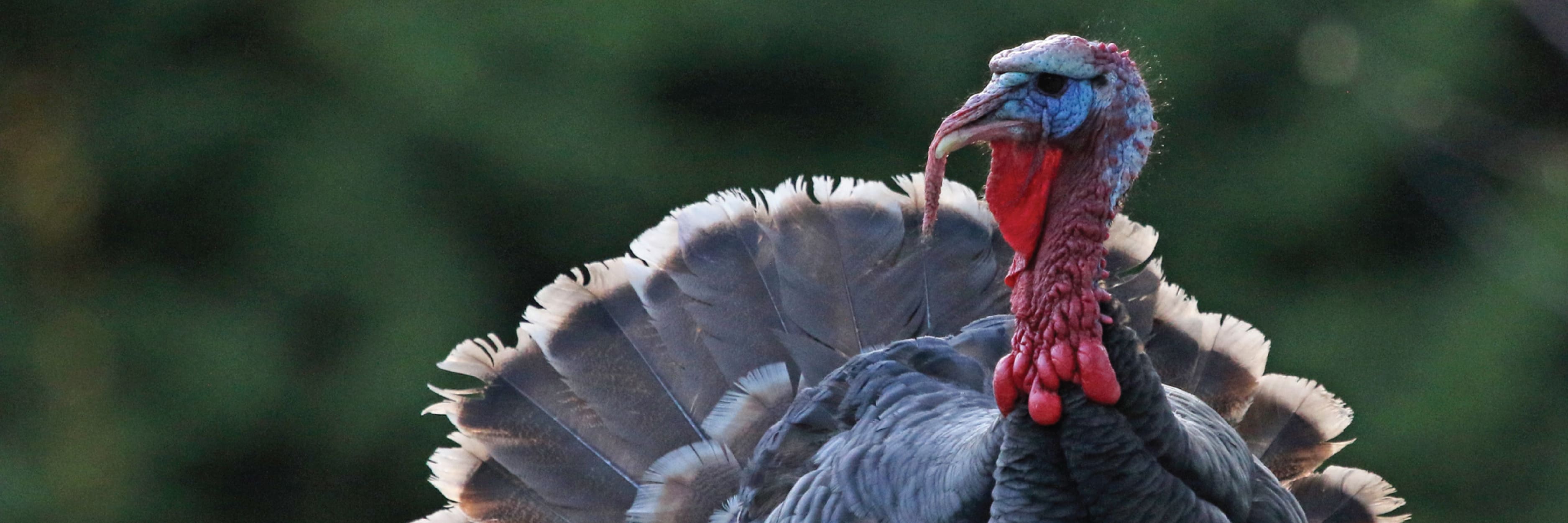 Turkey with a prominent display of feathers against a blurred natural background