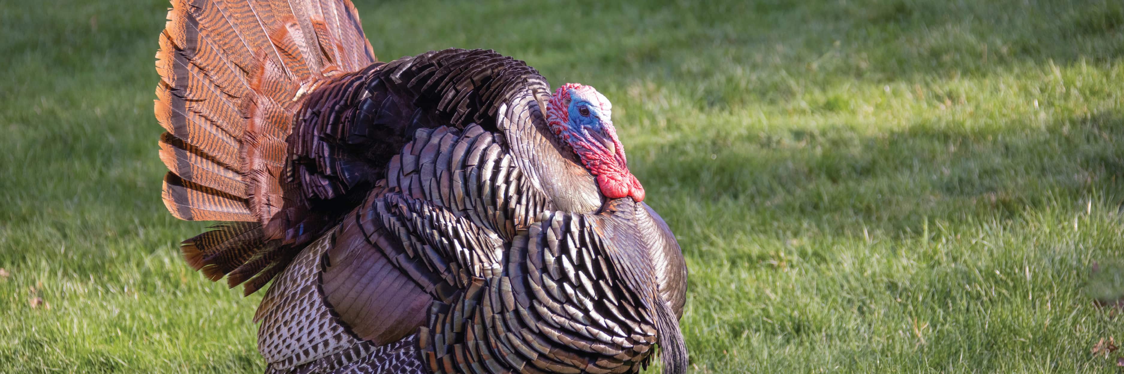 Turkey standing on grass with a blurred background