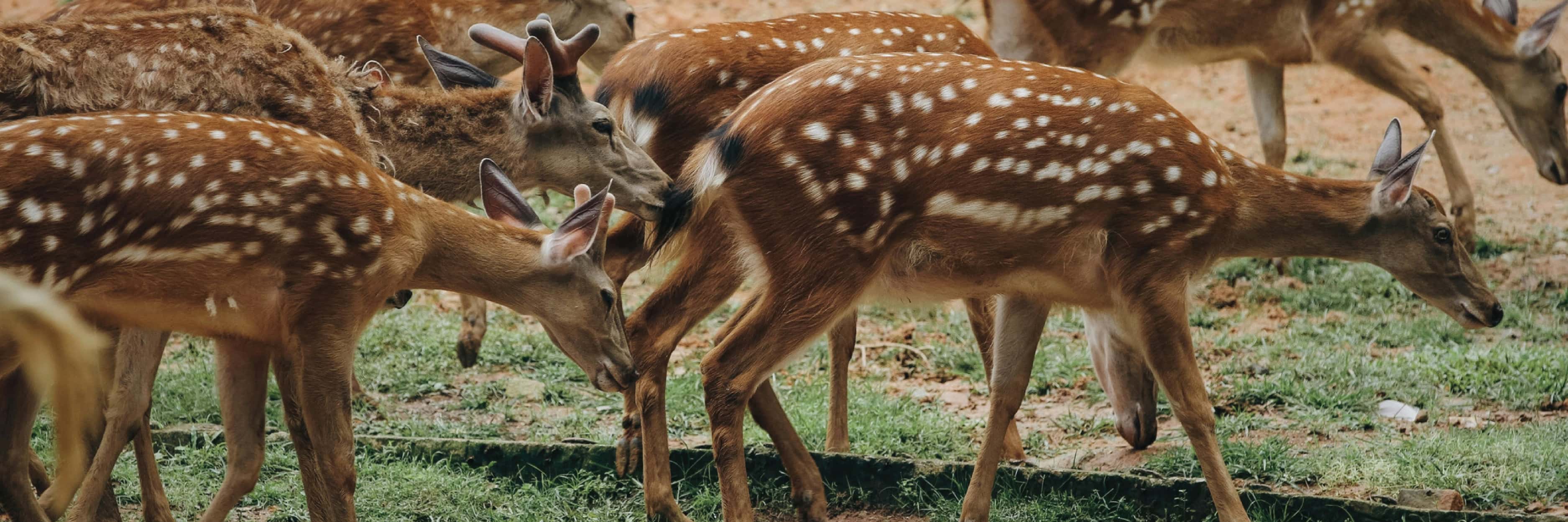 Deer with spotted coats grazing on grass
