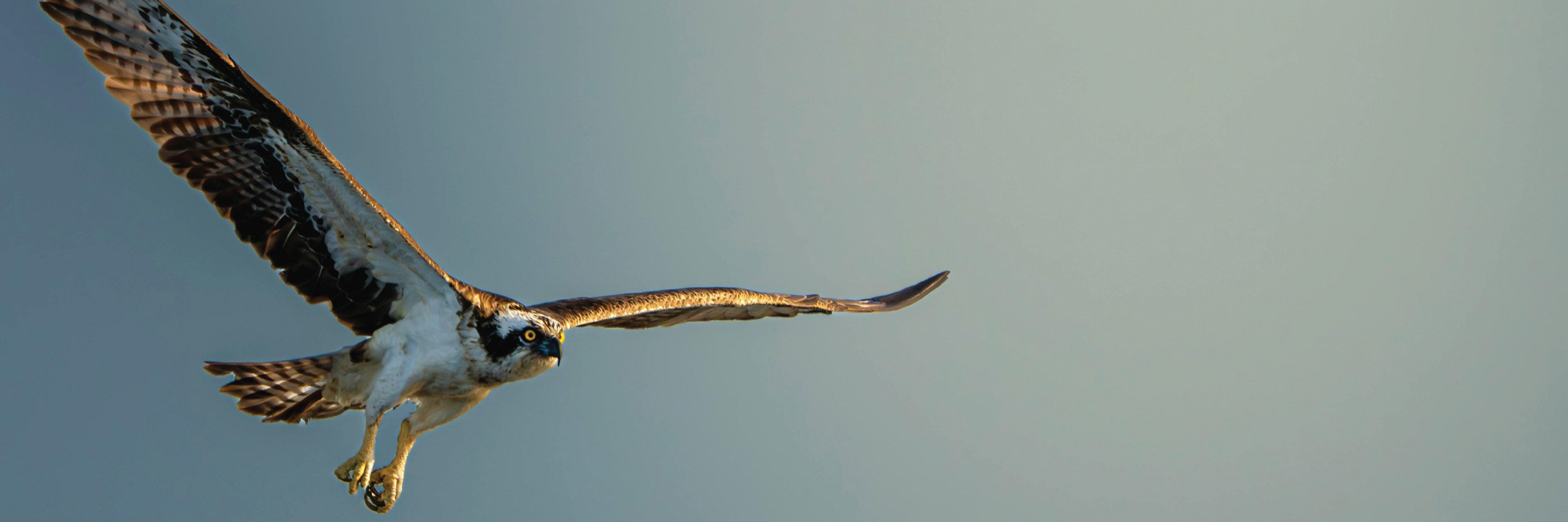 Osprey
