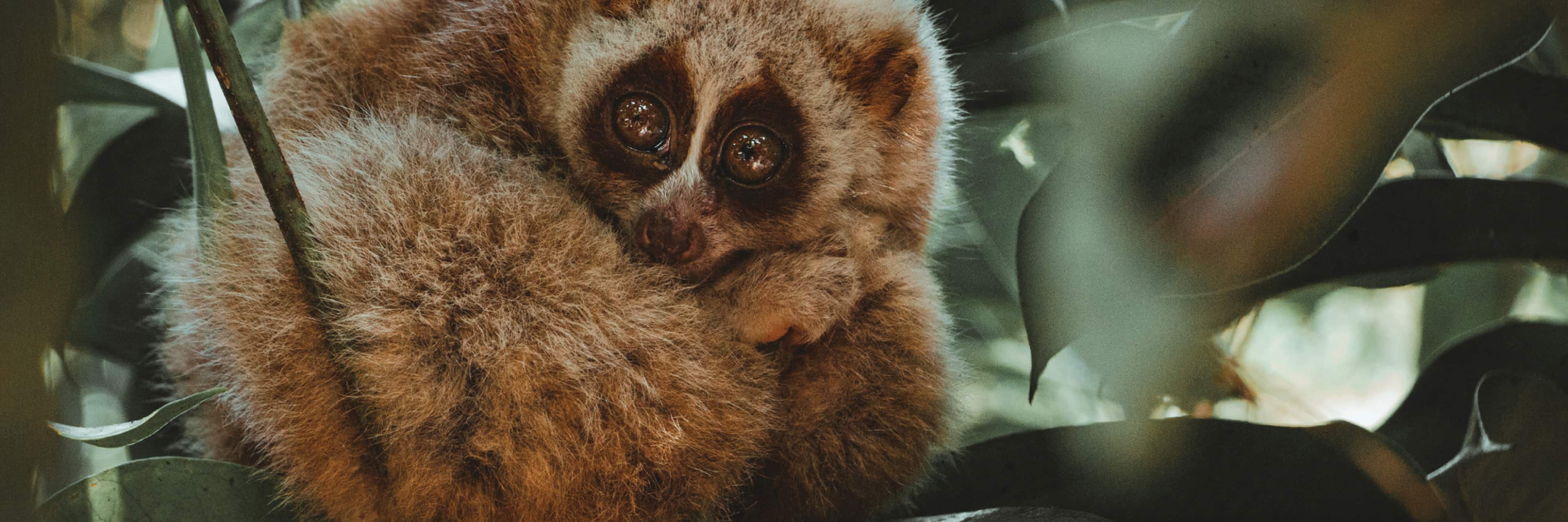 Slow loris in a natural setting with blurred leaves