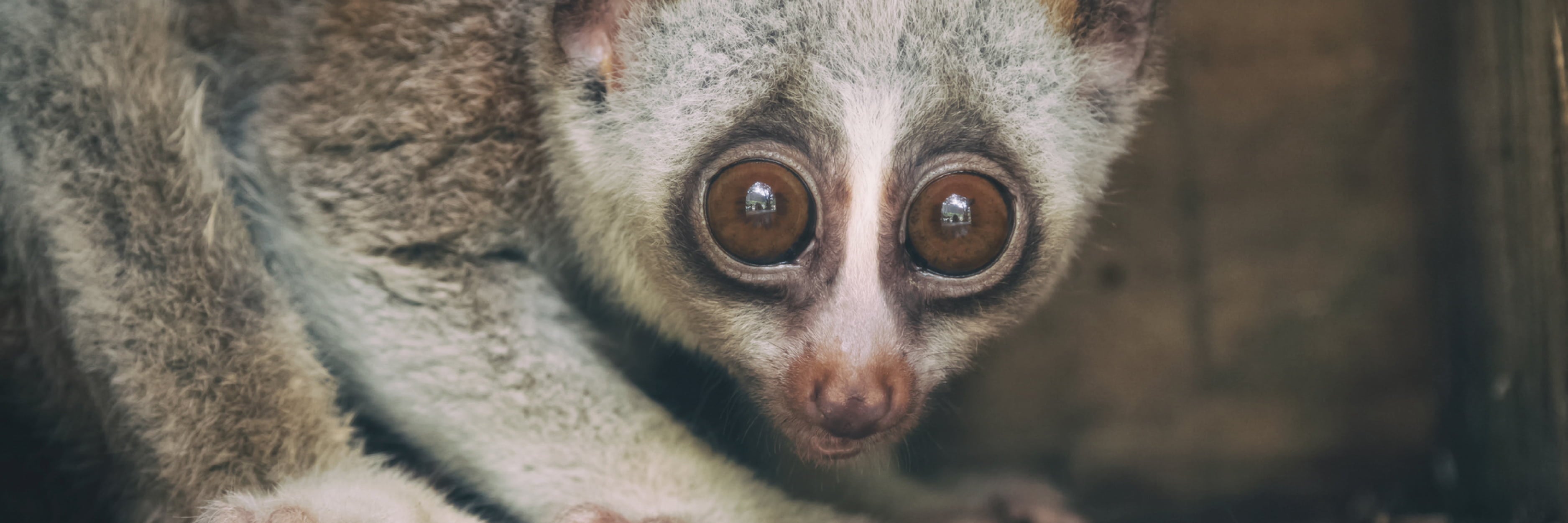 Close-up of a slow loris with a blurred background