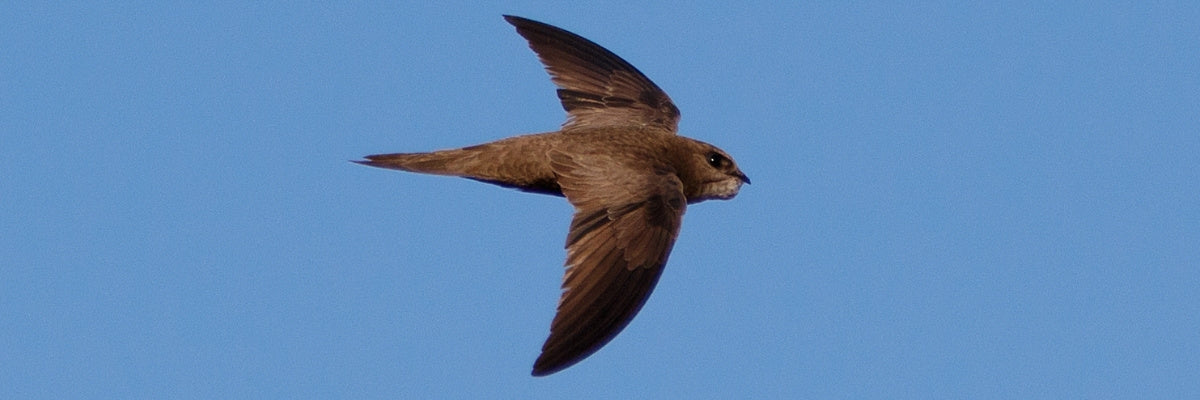 Swift flying against a clear blue sky
