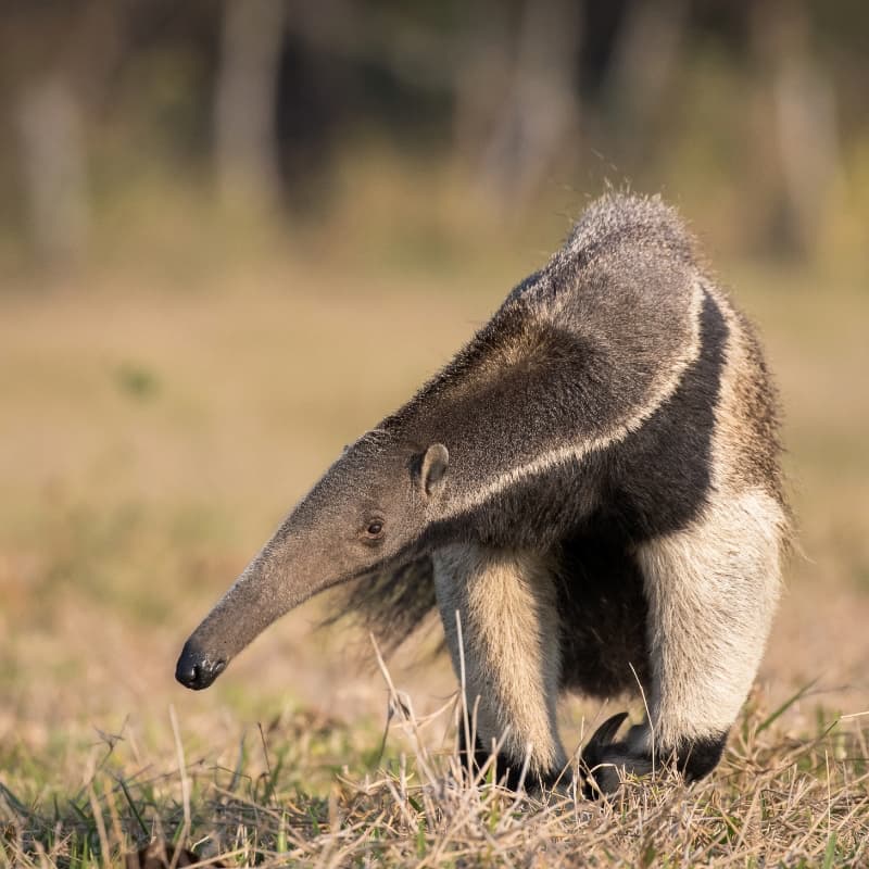 anteater walking