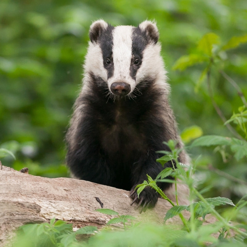 Badger