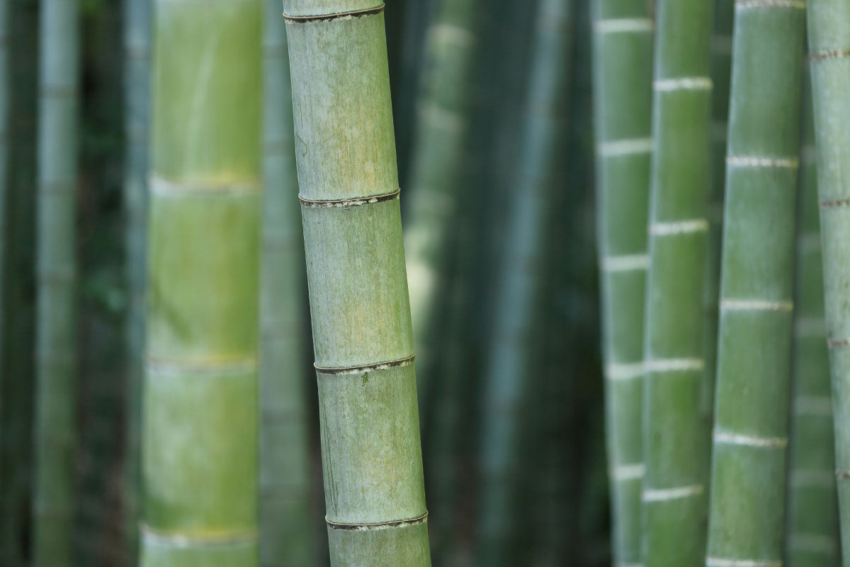 bamboo