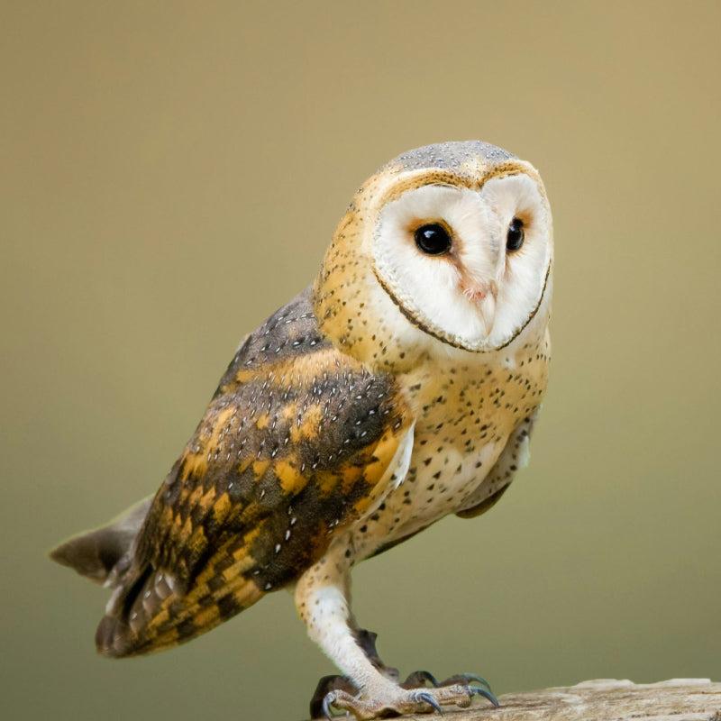 a barn owl