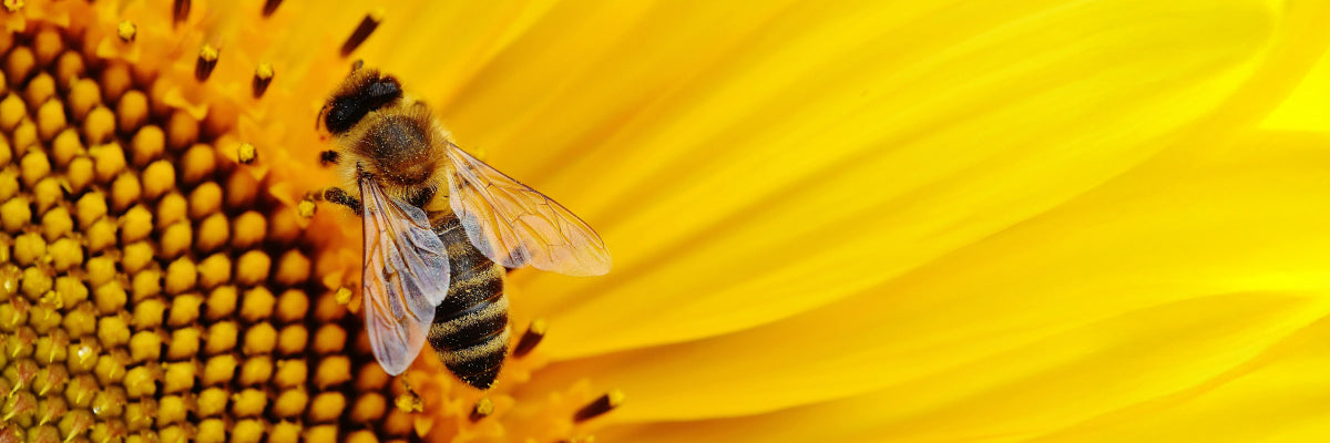 bee on a flower